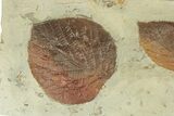 Plate with Two Fossil Leaves (Two Species) - Montana #270996-1